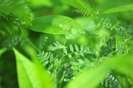 植物雨后绿色背景的抽象