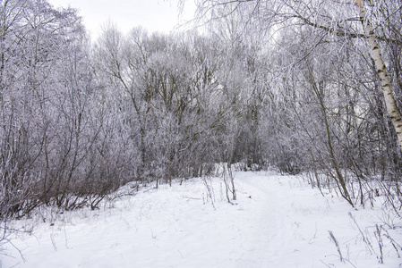 在森林里多云的一天。雪覆盖在树之间的道路。拉托维亚