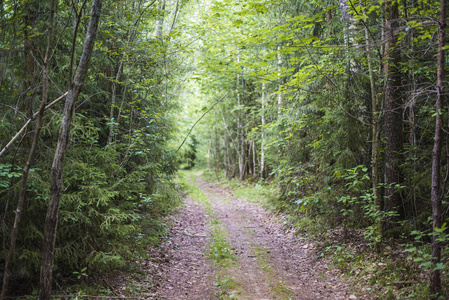 拉脱维亚一个晴朗的夏日, 穿过绿色森林的泥土路