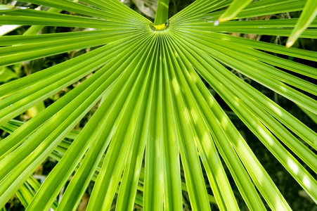 棕榈叶图片