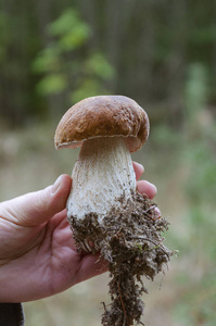 蘑菇白色可食用用帽子, 一条腿和根在他的手, 反对背景人的树温暖的秋天在下午, 特写