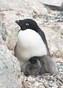 家庭阿德利企鹅