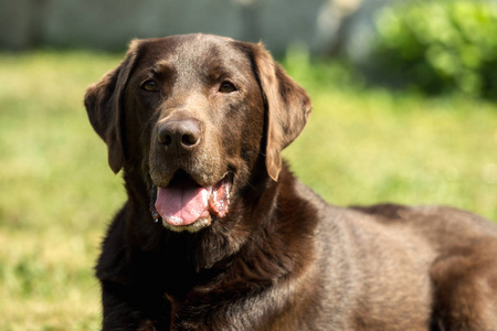 花园里的老褐色拉布拉多猎犬