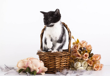 可爱的小猫在篮子与花