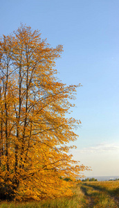 照片是7900的全景4560像素。秋天的场面。黄椴树, 乡间小路, 蓝天