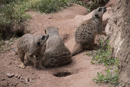 三鼬或 suricats 家庭在沙子