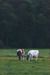 黄昏时两头牛在春草甸放牧