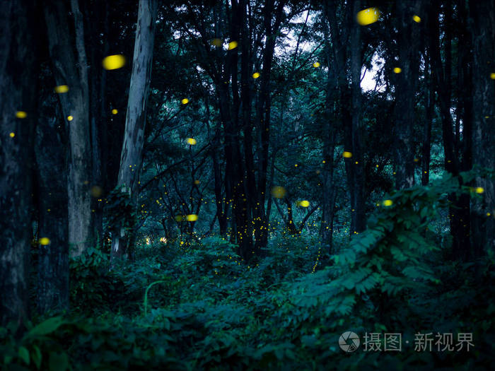 萤火虫在 prachinburi 泰国夜间在森林中飞行.萤火虫森林背景概念