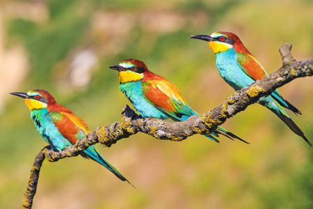 异国情调的小鸟坐在树枝上, 鲜艳的色彩, 大自然的奇观