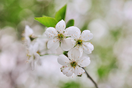春天的樱花, 白花。樱桃树