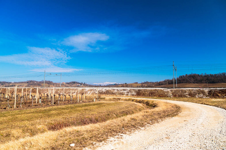 阳光明媚的早晨, 在 Rosazzo, Collio, 弗留利威尼斯茱莉亚修道院附近的葡萄田, 意大利