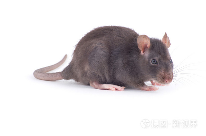 白老鼠