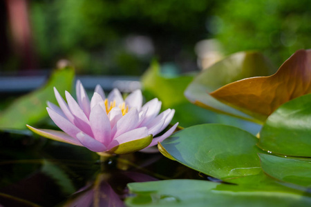 美丽的莲花在雨后的水花园, 自然概念