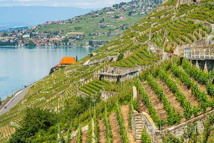 从瑞士美丽的 Lavaux 葡萄酒 terrasses 地区看