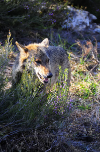 伊比利亚狼原产于伊比利亚半岛, 被农民所憎恨, 几乎导致灭绝。