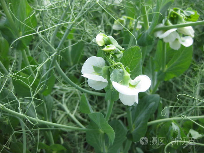 豆类的开花.豌豆花