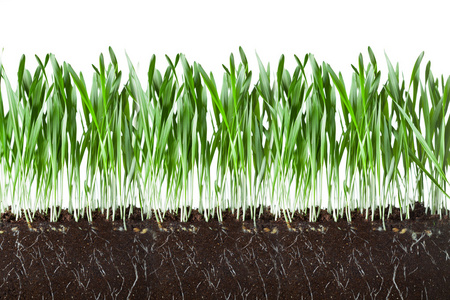 燕麦草和根在土壤交叉切割节