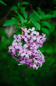 花园里的一束丁香花