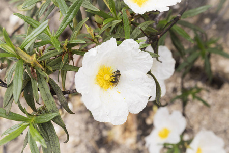 花粉和花蜜对花授粉的蜂食