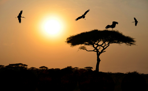 鸟儿在日落时分在非洲相思树飞行