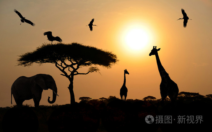 在日落的 safari 在非洲大草原上的动物剪影