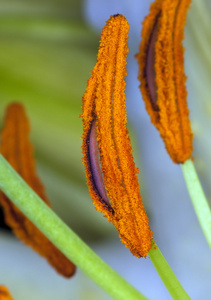 花粉雄蕊莉莉