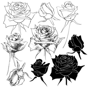 玫瑰在白色背景下分离。手绘矢量集。元素