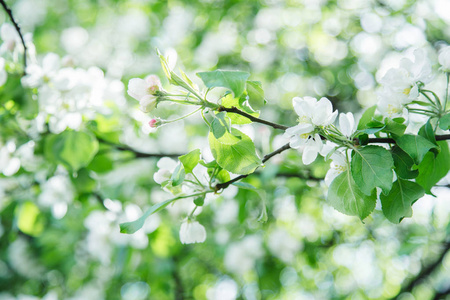 苹果树枝与白花在春天, 自然秀丽概念