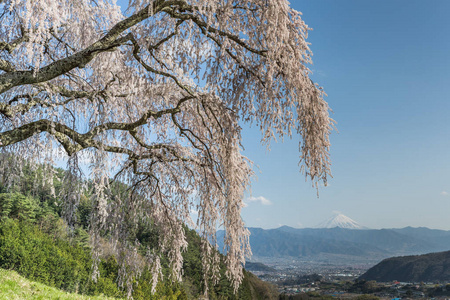 Shidare 樱花和山富士在山梨镇。Shidara 樱花树, 树枝下垂