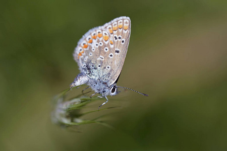 常见的蓝Polyommatus 伊卡洛斯, 希腊