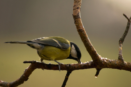 山雀parus 主要