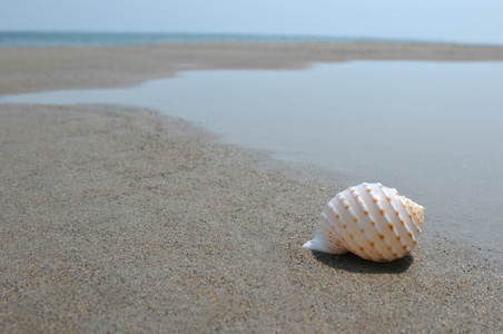 贝壳砂和海洋