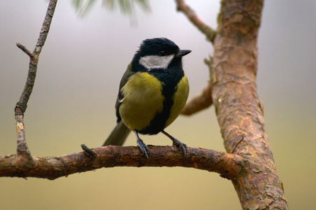 山雀parus 主要