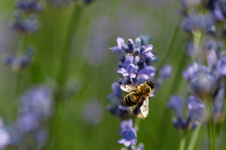 蜜蜂坐在花上