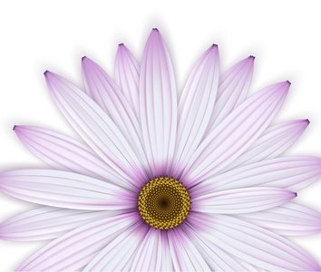 紫色 osteospermum 菊花 背景