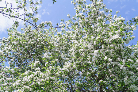 看着盛开的苹果树和明亮的蓝天在春季, 自然美景的概念