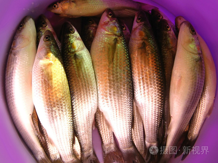 鲻鱼