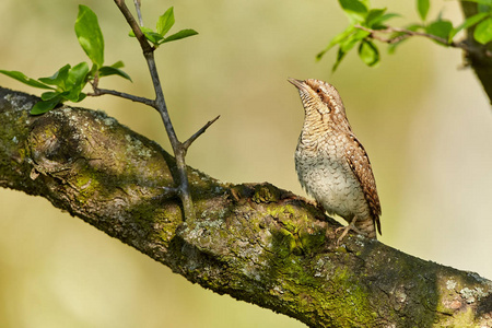 亚欧 Wryneck, Jynx torquilla 在绿色背景前坐在树枝上