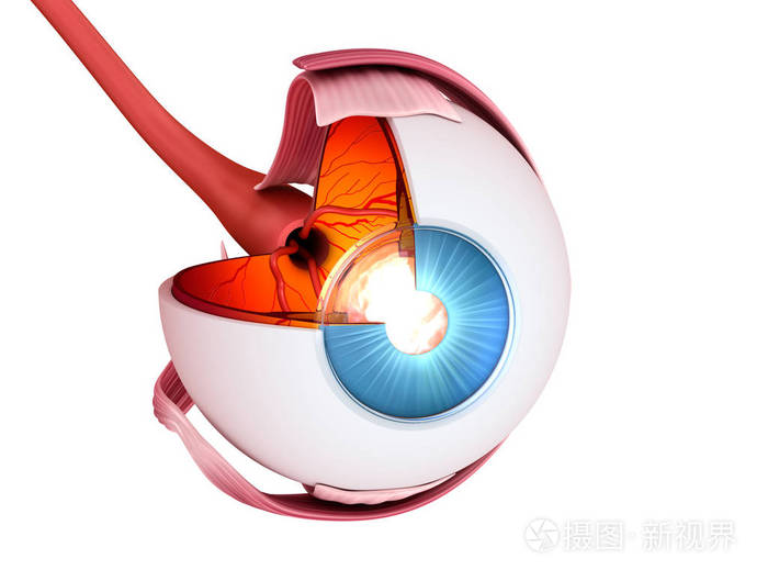 眼睛解剖内部结构医学上精确3d例证