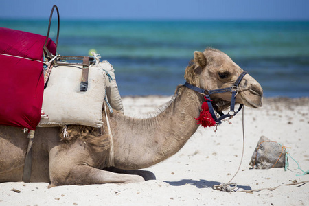 骆驼对蓝天。骆驼是阿拉伯传统的沙漠动物