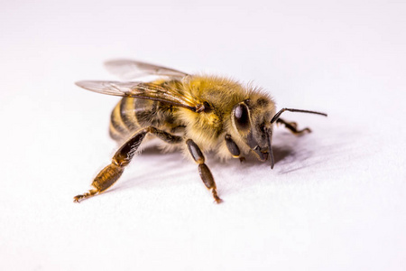 大蜂特写。特写蜜蜂。一只危险的昆虫。一只可怕的蜜蜂。可怕的黄蜂。危险的苍蝇。蜜蜂。选择性聚焦