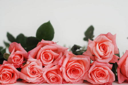珊瑚粉红色玫瑰花分离。白色背景花花束束