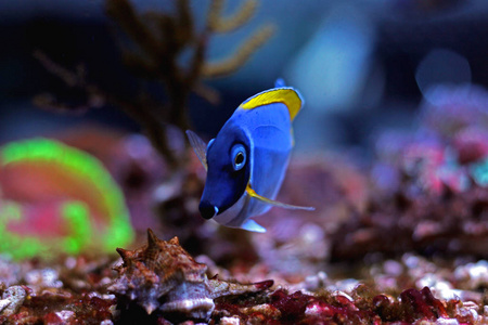 粉蓝汤Acanthurus leucosternon