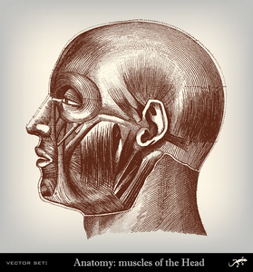 头的雕刻复古 muscolar 系统