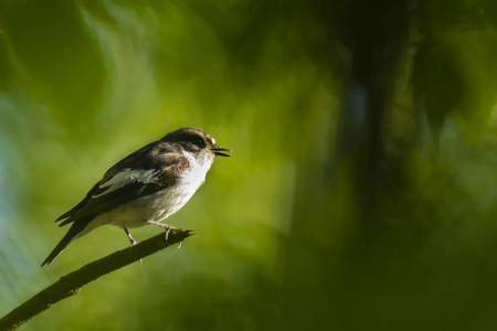 欧洲鹟鸟特写 Ficedula hypoleuca 栖息在树枝上, 在春季繁殖季节的绿色森林中歌唱
