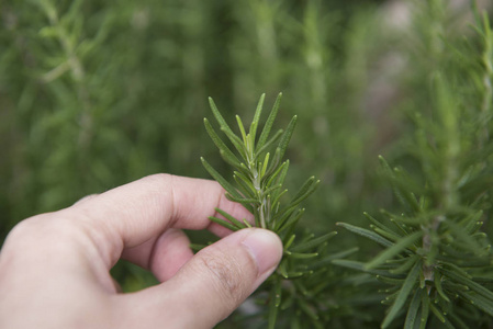 新鲜的迷迭香植物草本在庭院。食品配料