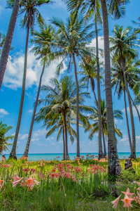 海边的椰子树林和美丽的花朵被种植