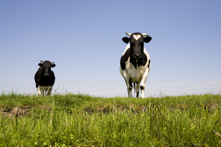荷兰牛在草地上