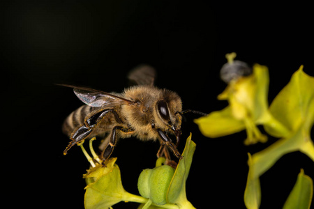 一只蜜蜂在一朵黄花上舔花蜜