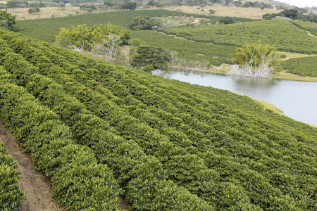 在巴西和河流的作物咖啡种植园的一个农场的看法详细